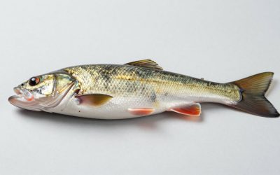 Best Castable Fish Finder (2026 Buying Guide)