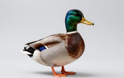 Best Duck Decoys for Realistic, Reliable Spreads