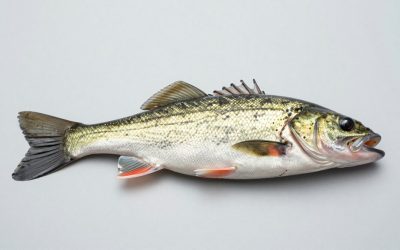 Best Fish Finder under $200 (2026 Buying Guide)