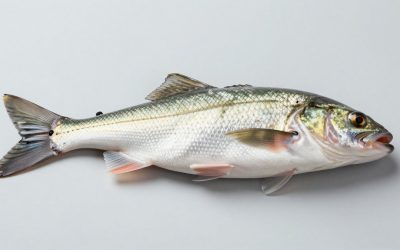 Best Deep Tackle Box Fisch in 2026: Specs and Prices Compared