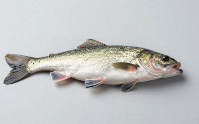 Fish Finder Buying Guide for Shallow Lakes in 2026: What Actually Matters