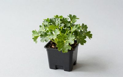 Grow a Garden Fall Market Event Guide