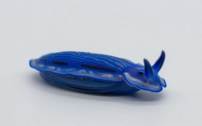 How to Catch Blue Sea Slug in Fisch