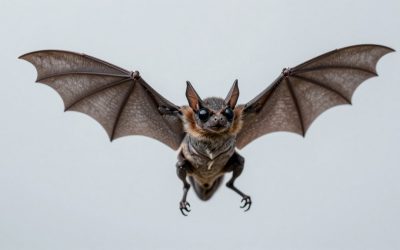 How to Kill Chiral Bats in Death Stranding