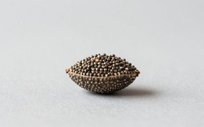 Best Seeds Gg in 2026: How the Top Models Compare